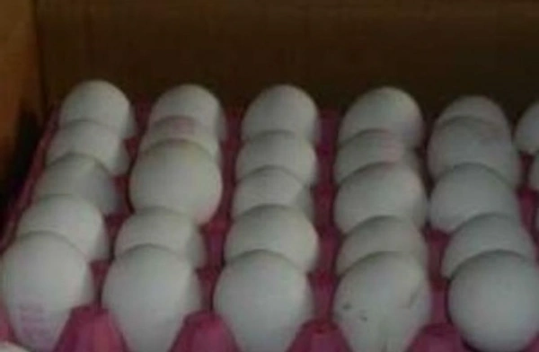 White Egg - 1 Plate - 30 pieces
